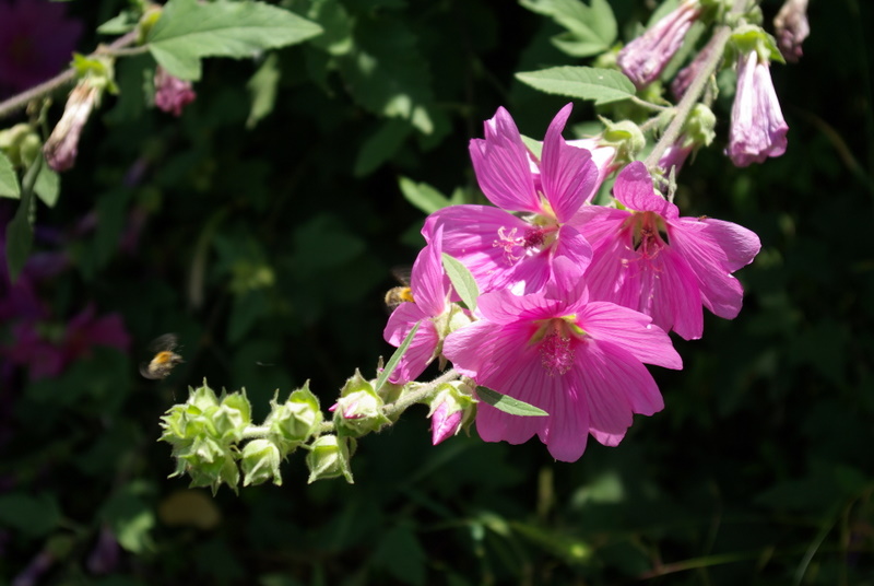 IMGP1243.JPG