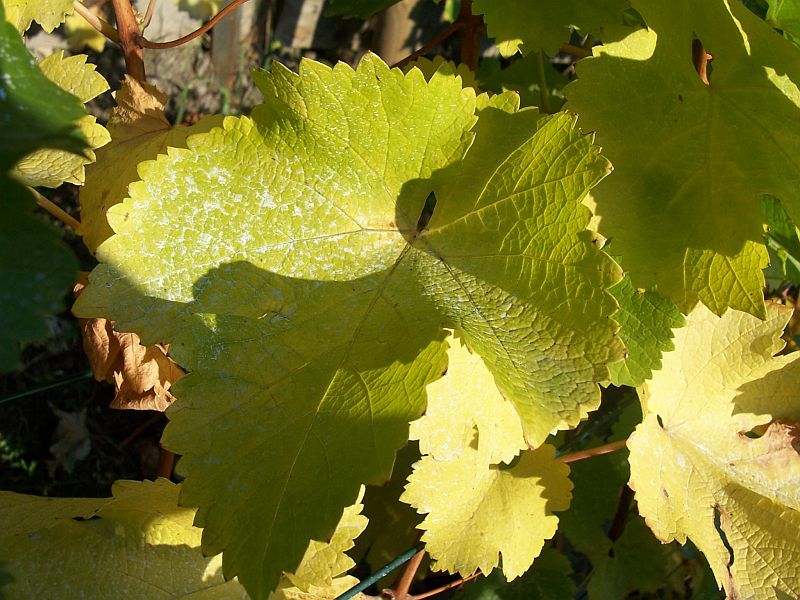100_4370.jpg